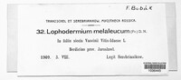 Lophodermium melaleucum image